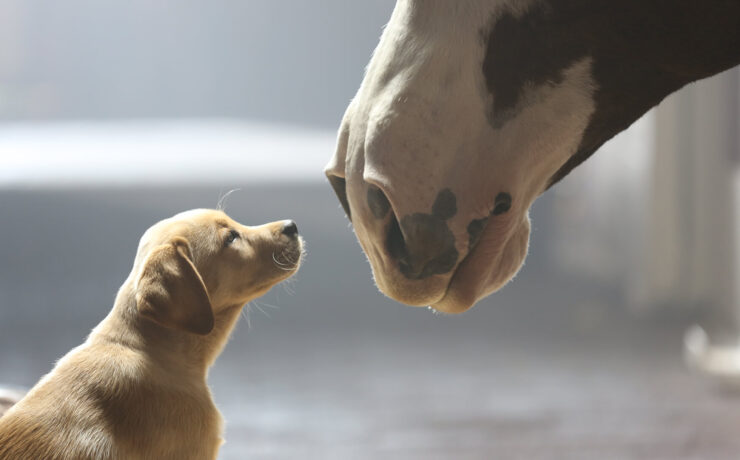 Budweiser puppy love