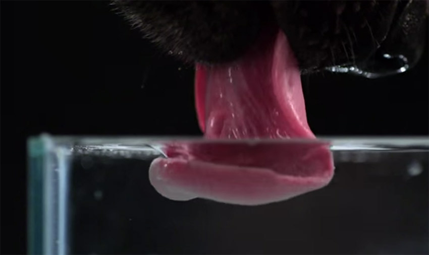 Dog drinking water in ultra slow motion. Volkswagen - Reduce Speed Dial Campaigns of the World®