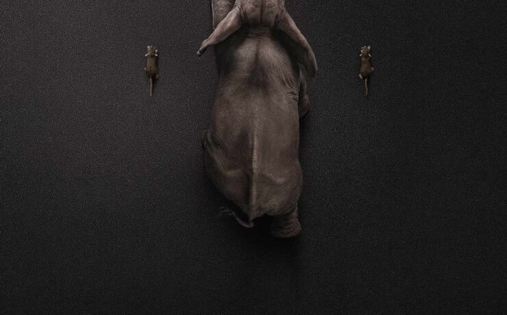 mercedeselephant cotw