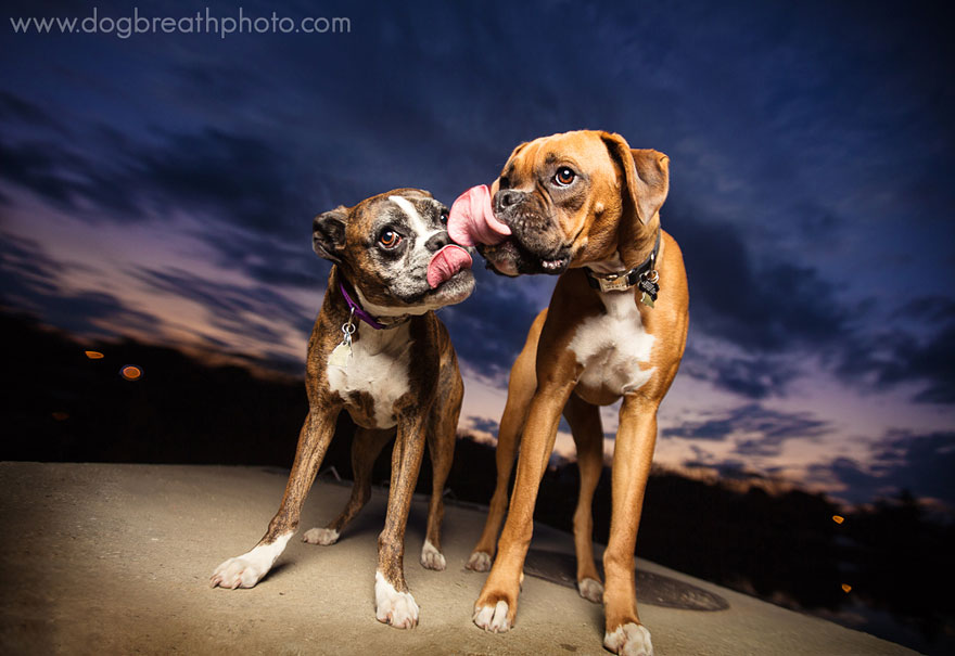 dog-breath-photography-kaylee-greer-23-cotw