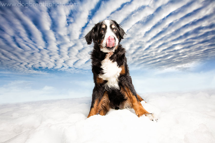 dog-breath-photography-kaylee-greer-25-cotw