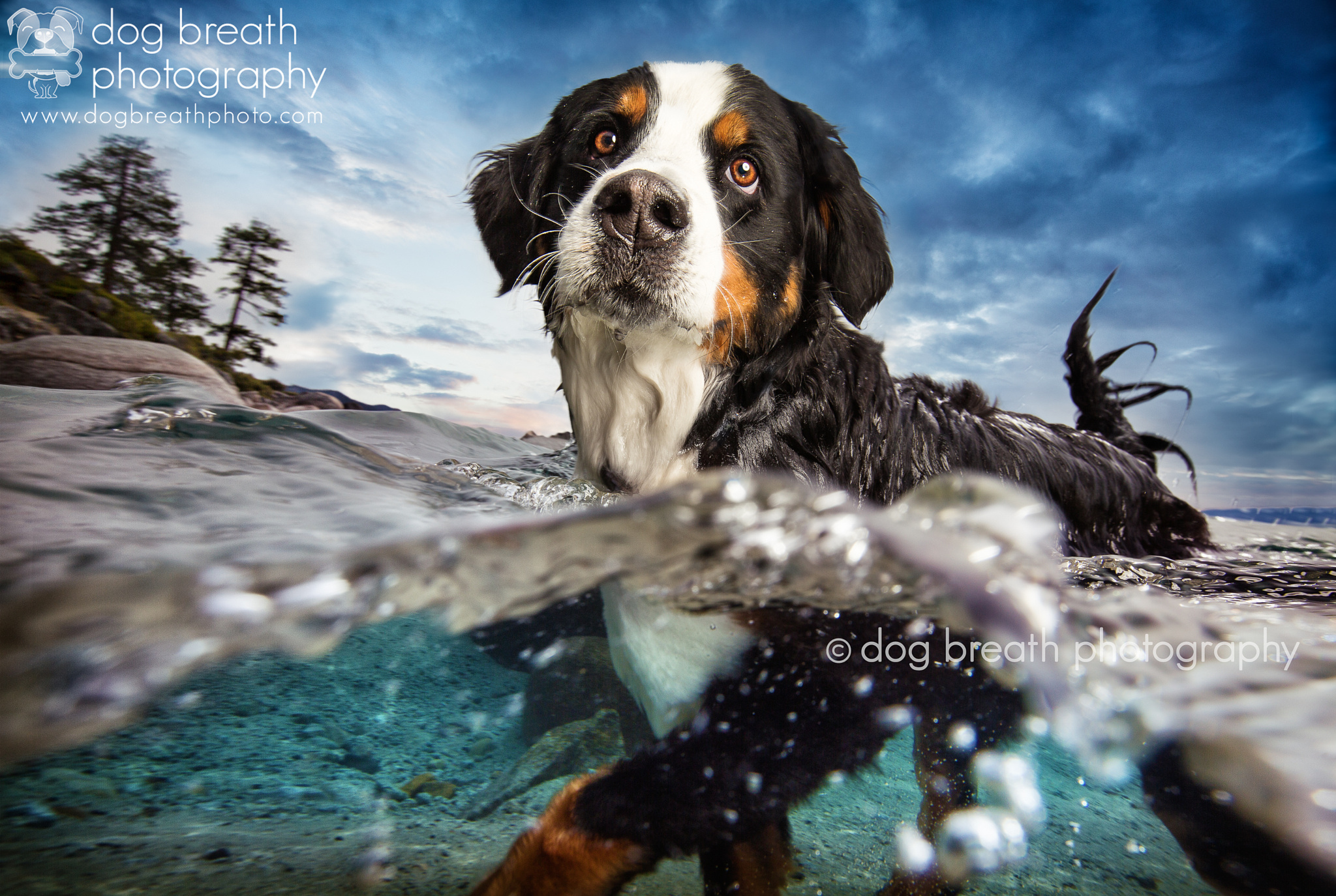 dog-breath-photography-kaylee-greer-29-cotw