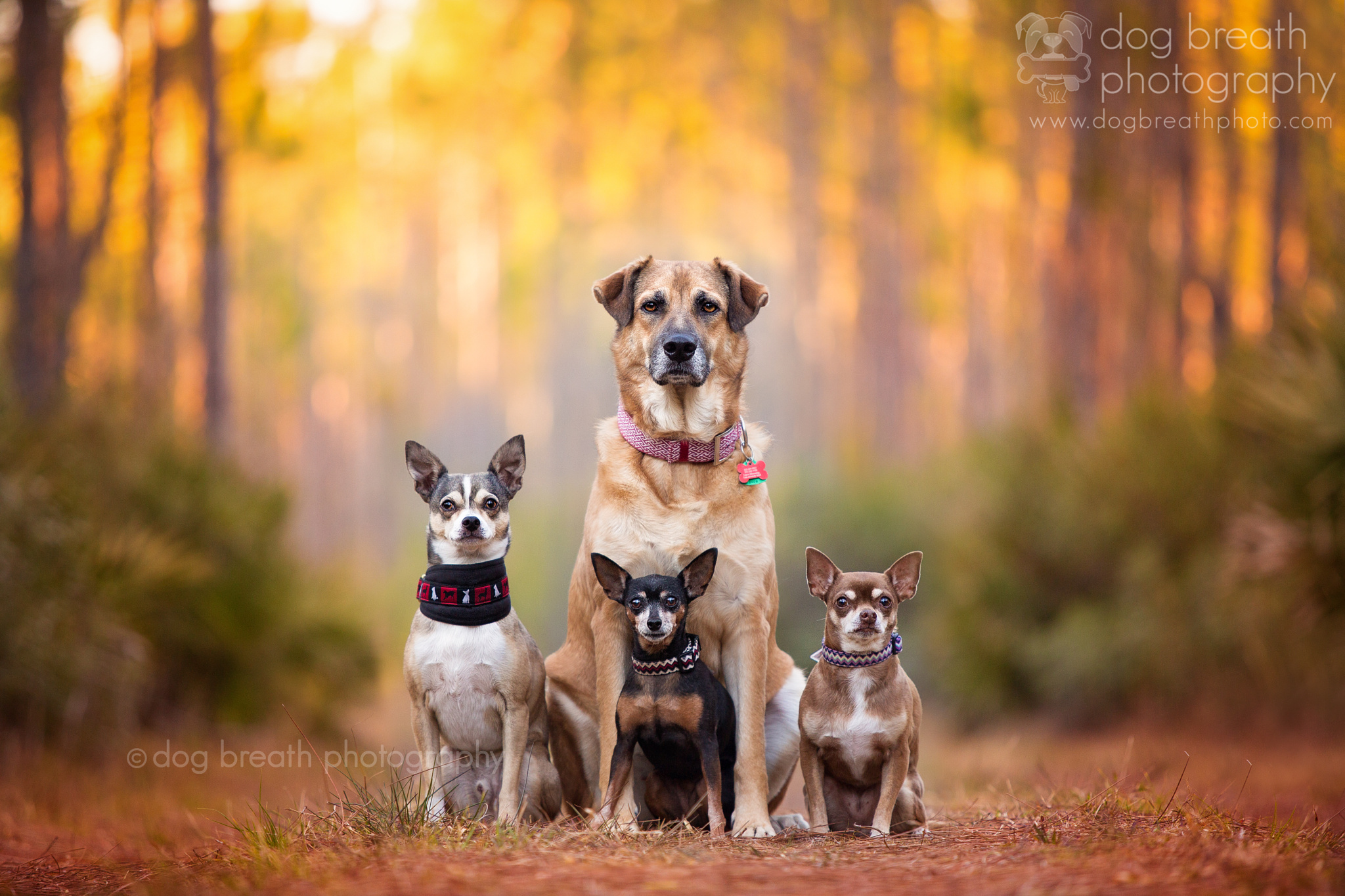 dog-breath-photography-kaylee-greer-30-cotw-campaigns-of-the-world