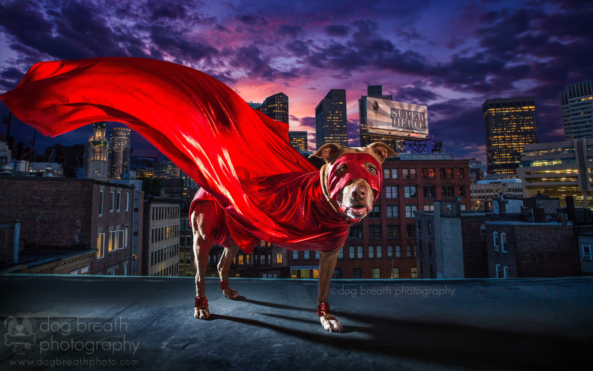 Meet One of the Best commercial pet photographer in the World- Kaylee Greer Campaigns of the World®
