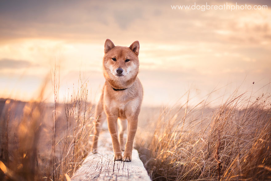 dog-breath-photography-kaylee-greer-7-cotw