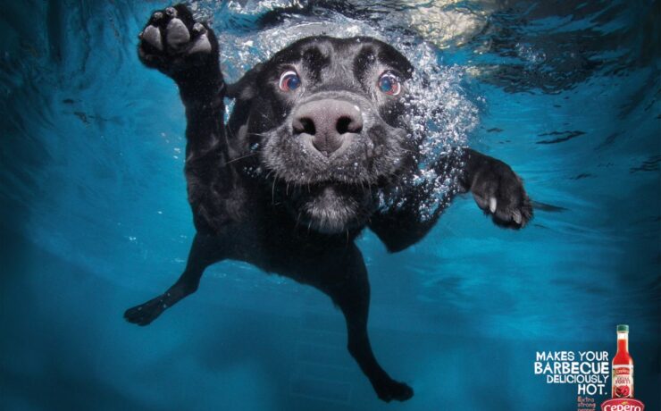 Cepêra Pepper Sauce cotw 3