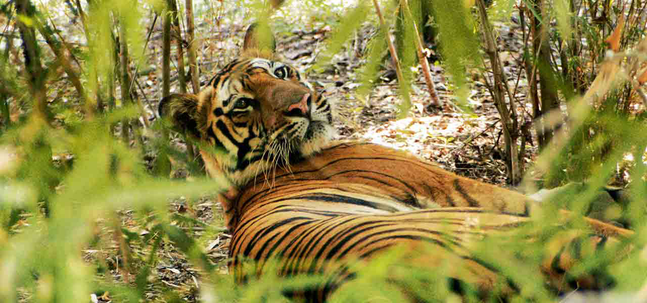 The Pench National Park