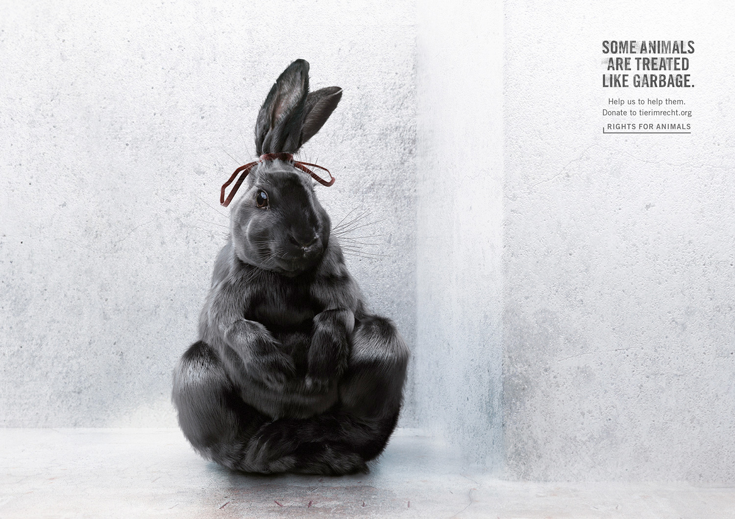 Foundation Tier im Recht launches new campaign against animal cruelty –  Campaigns of the World®