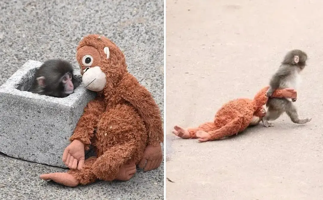 Baby Monkey Punch, Campaigns of the world, Ichikawa City Zoo